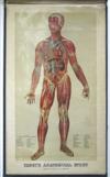 YAGGY, L. W. Yaggy''s Anatomical Study. 1886